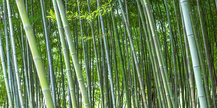 Industria bambusului din China începe o nouă călătorie